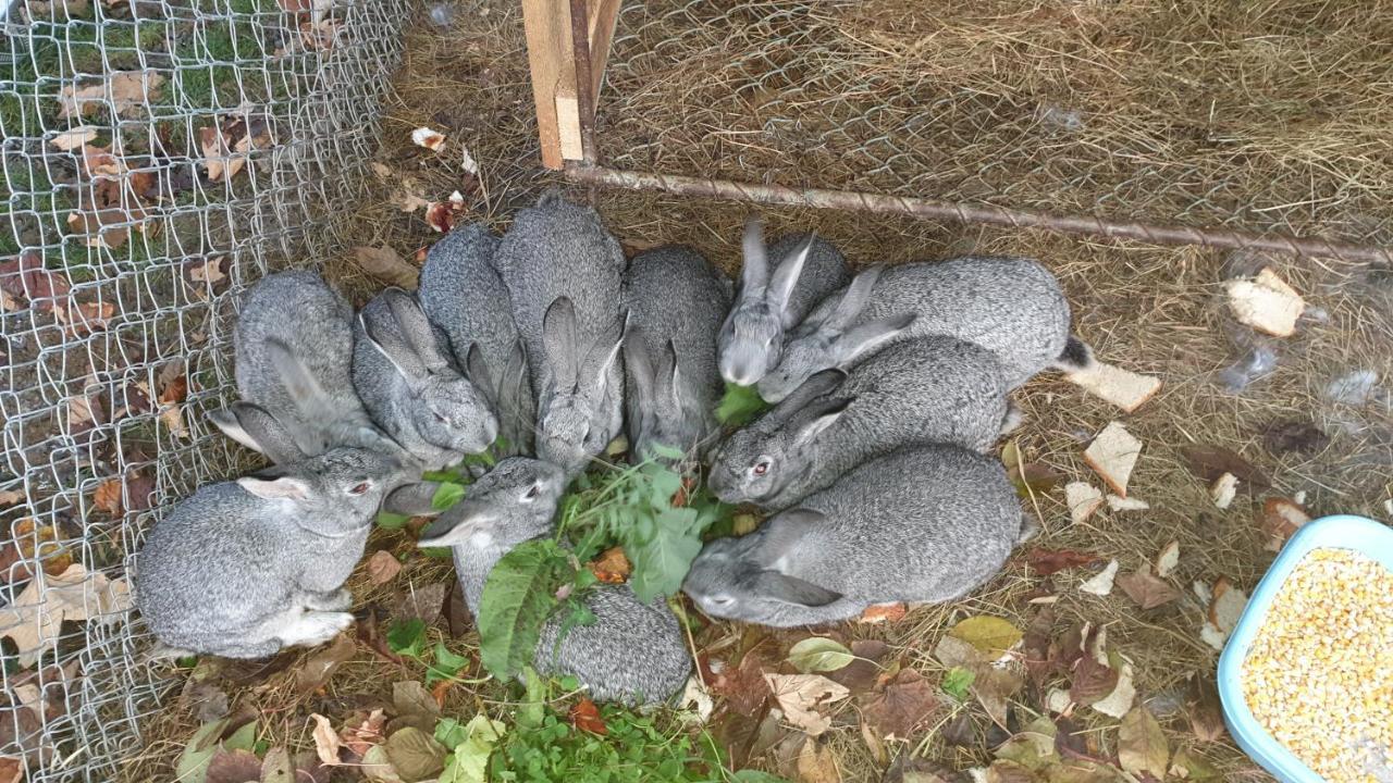 Pensiunea Agroturistica Cerna, Vaideeni, Valcea Εξωτερικό φωτογραφία